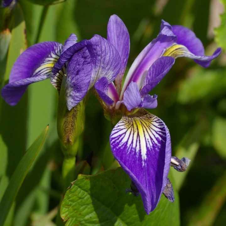 Iris fiore