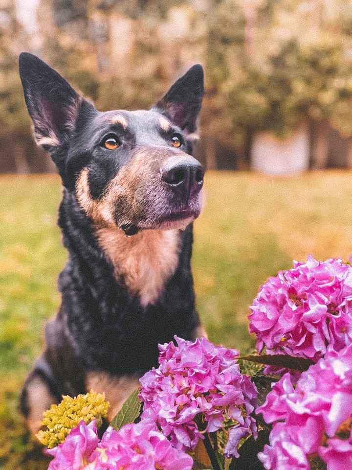 Collare di fiori per invitato a 4 zampe 🐾 🐾 - 1