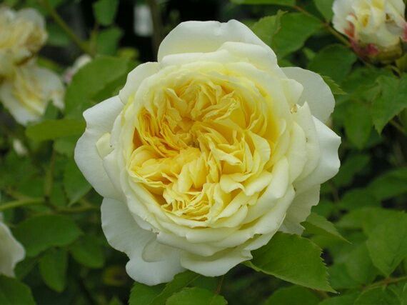 Quali saranno i fiori del bouquet di nozze? - 1