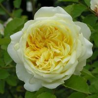 Quali saranno i fiori del bouquet di nozze? - 1