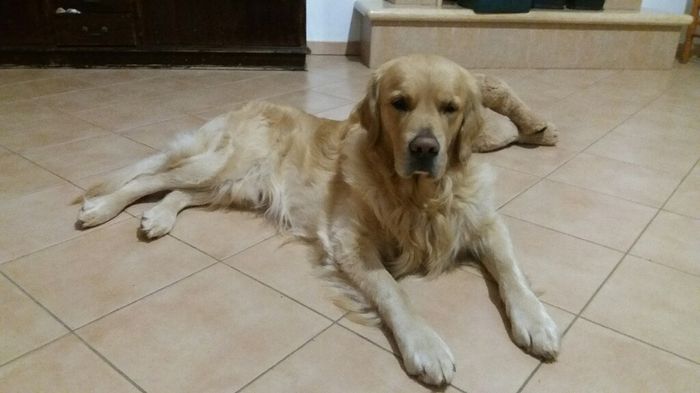 I nostri amici a 4 zampe - 1