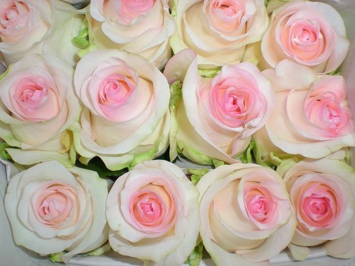 Bouquet a cascata con orchidee 1