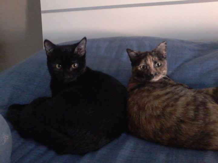 I nostri amici animali.. - 1