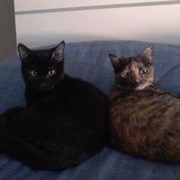 I nostri amici animali.. - 1