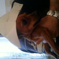 I nostri amici animali.. - 2