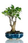 ficus base