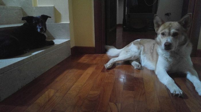 Chi di voi sposine ha dei cani ? - 1