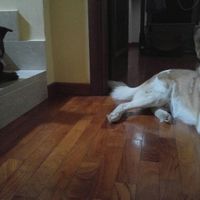 Chi di voi sposine ha dei cani ? - 1
