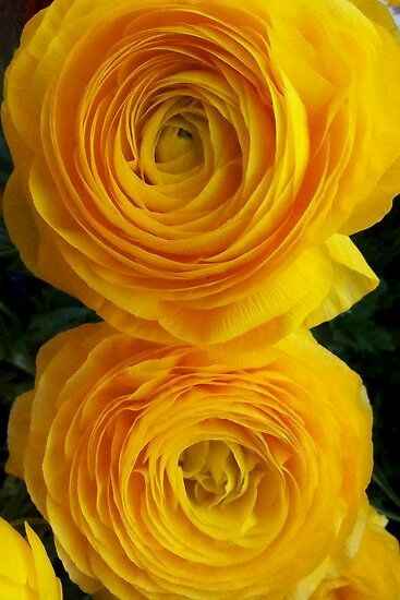 Il bouquet che vorrei. mi aiutate a riconoscere i fiori? - 1