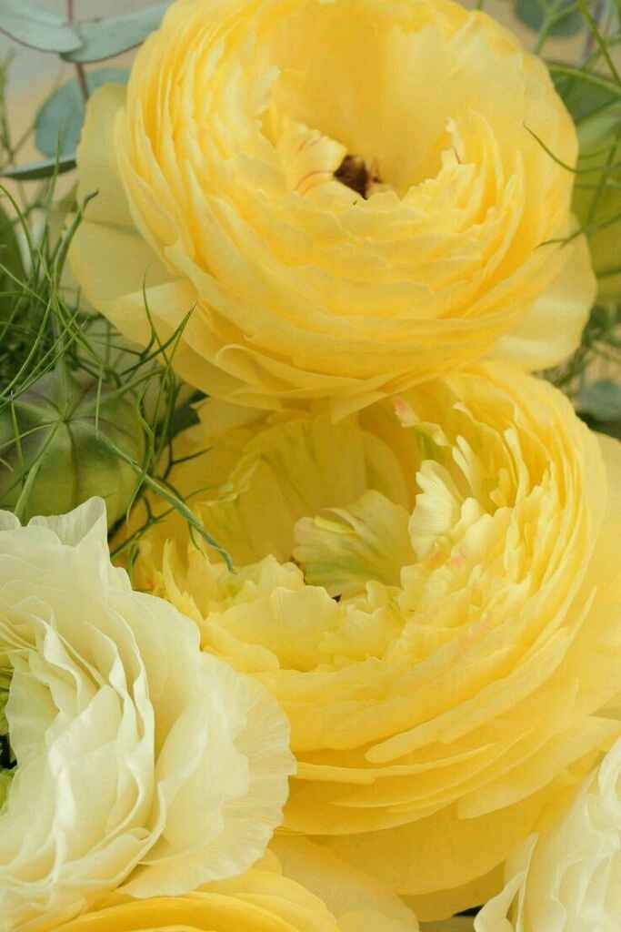 Bianco e giallo delicato... - 4