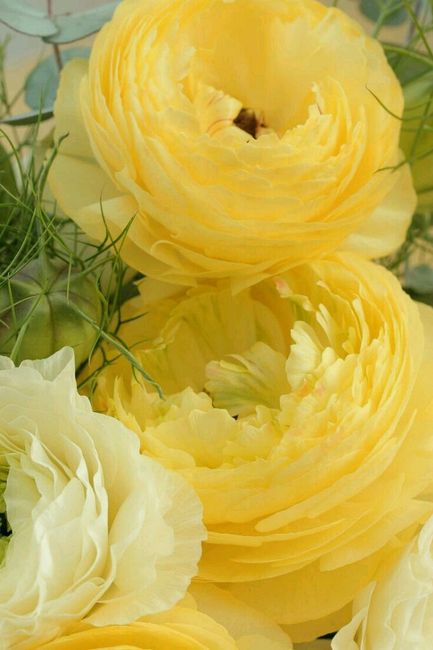 Bianco e giallo delicato... - 4