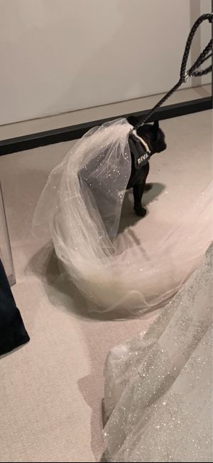 velo si o velo no - 1