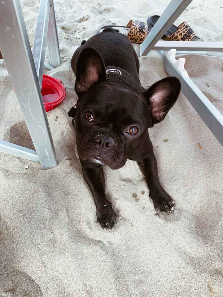 Collarino per zoe❤️ - 1