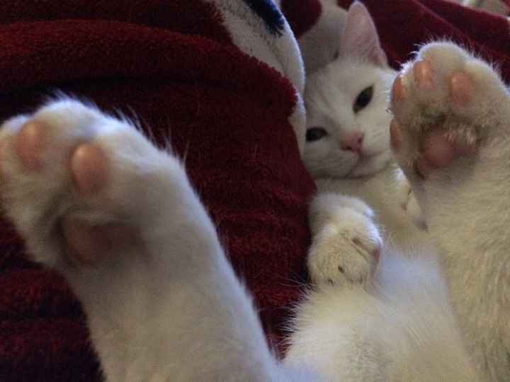 Sposine e gatti - 1