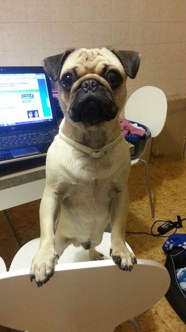 il mio cucciolo curioso