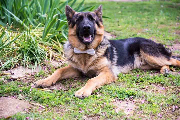 ed anche Bill ha avuto il suo papillon