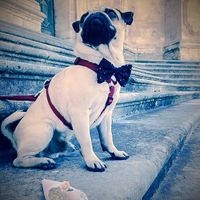 il nostro adorato amore
