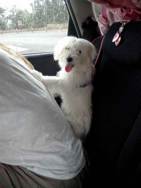 Cani al matrimonio - 1