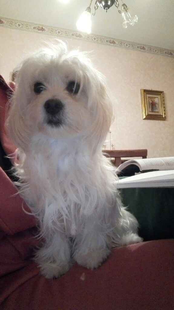 Too cute: i vostri amici animali - 1