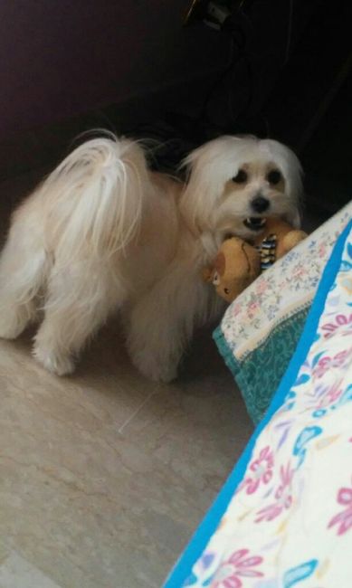 Se non ci fossero loro... - 1