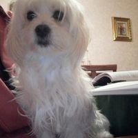 Too cute: i vostri amici animali - 1