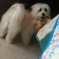 Se non ci fossero loro... - 1