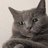 Ivan