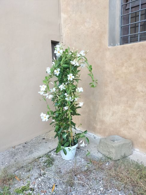 Decorazioni con fiori in vaso idee - 1