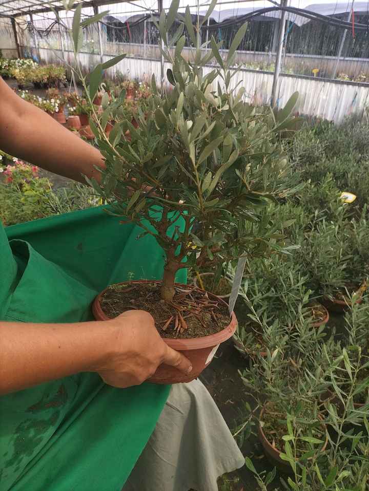 Decorazioni con fiori in vaso idee - 3