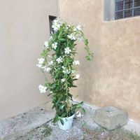 Decorazioni con fiori in vaso idee - 1
