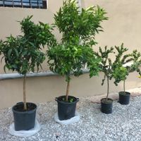 Decorazioni con fiori in vaso idee - 2