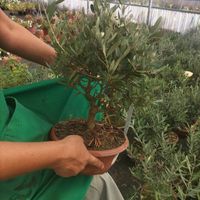 Decorazioni con fiori in vaso idee - 3