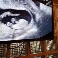 Maschio o femmina? - 1