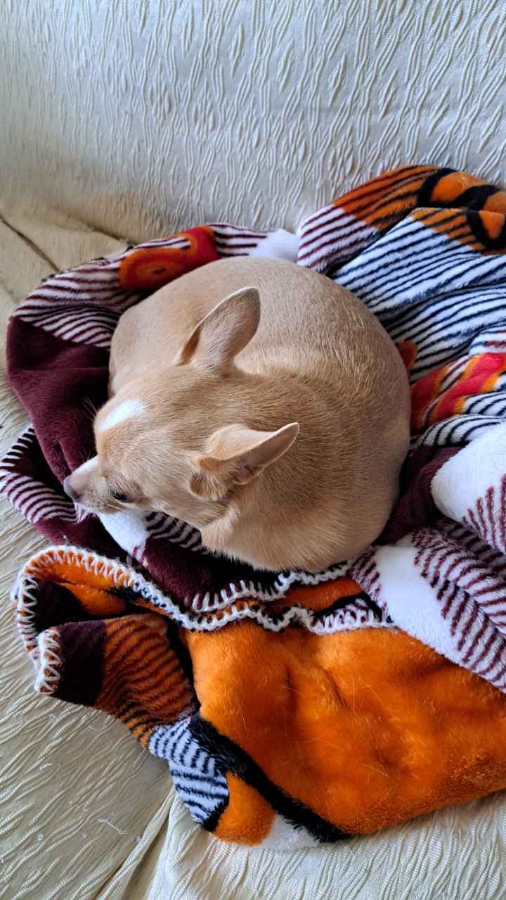 Animali🐶🐱🐹🐰🐔🦆🦜🐢🐟 - 1