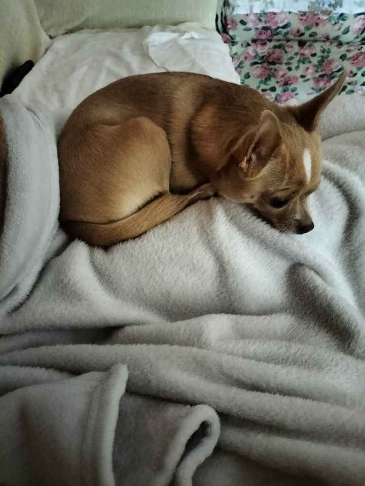 Giornata del cane - 1