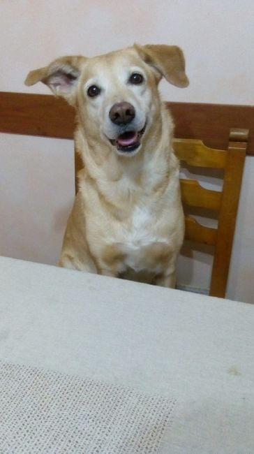 Bimbo peloso al matrimonio 😍🐶 - 1