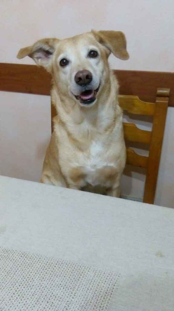 Bimbo peloso al matrimonio 😍🐶 - 1