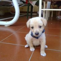 Mi presentate i vostri amici a 4 zampe?! 😃 - 2