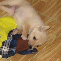 Mi presentate i vostri amici a 4 zampe?! 😃 - 3