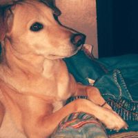 Amici a quattro zampe al matrimonio - 1