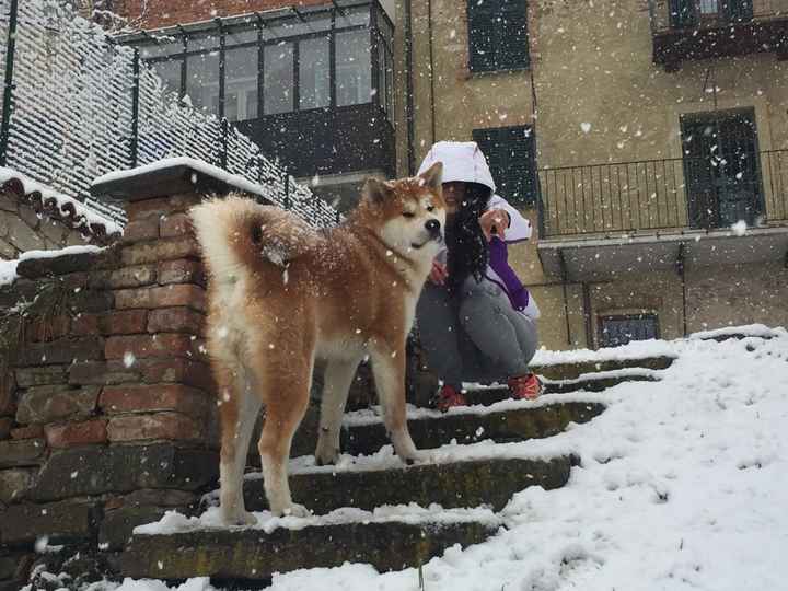 Animaletti pelosi. - 1
