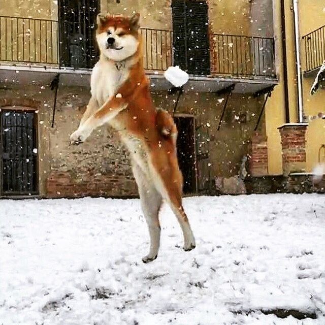 Animaletti pelosi. - 1