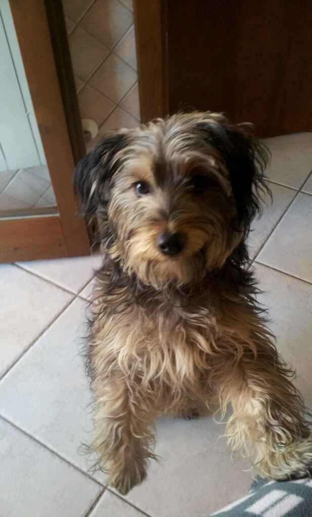 Chi di voi sposine ha dei cani ? - 2