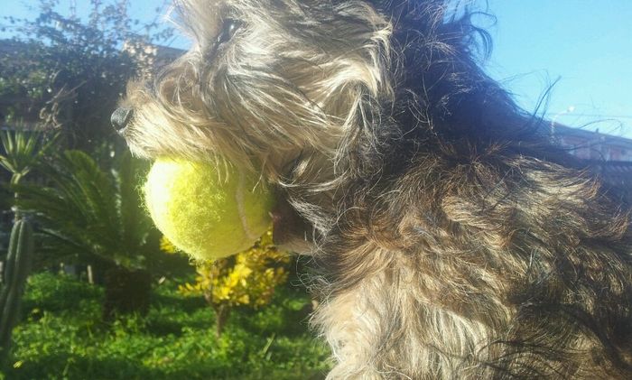 Chi di voi sposine ha dei cani ? - 1