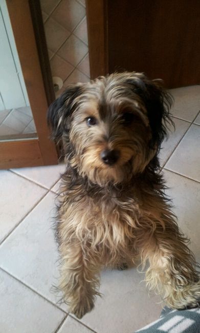 Chi di voi sposine ha dei cani ? - 2