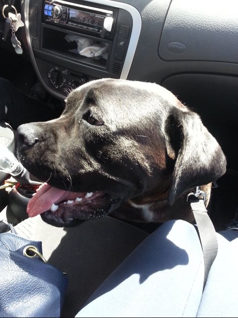 Too cute: i vostri amici animali - 2