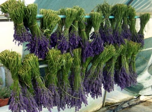 fiori di lavanda essiccati e freschi