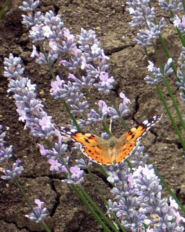 lavanda rosa