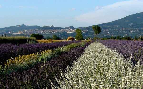 Campi per foto e fiori per addobbi profumati ad Assisi