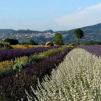 Campi per foto e fiori per addobbi profumati ad Assisi